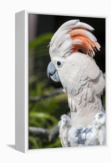 Florida, Orlando, Gatorland, Citron Cockatoo-Jim Engelbrecht-Framed Premier Image Canvas