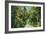 Florida - Overgrown Vegetation Scene-Lantern Press-Framed Art Print