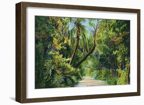 Florida - Overgrown Vegetation Scene-Lantern Press-Framed Art Print