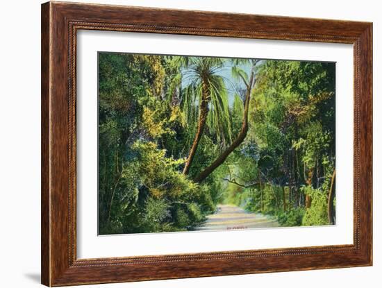 Florida - Overgrown Vegetation Scene-Lantern Press-Framed Art Print