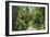 Florida - Overgrown Vegetation Scene-Lantern Press-Framed Art Print