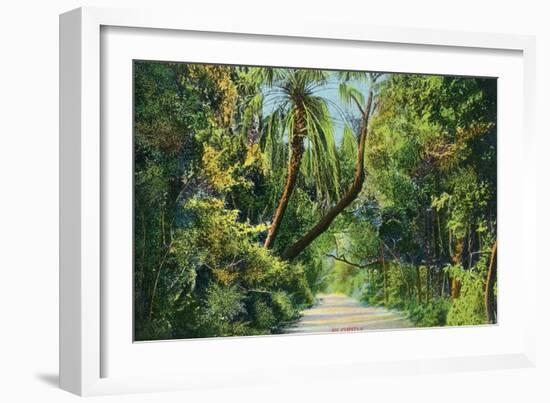 Florida - Overgrown Vegetation Scene-Lantern Press-Framed Art Print