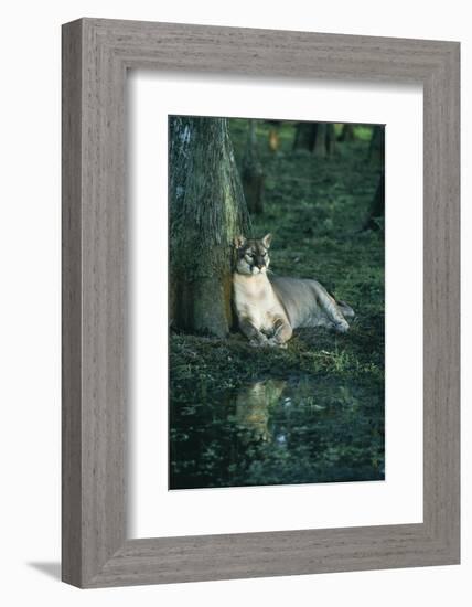 Florida Panther-null-Framed Photographic Print