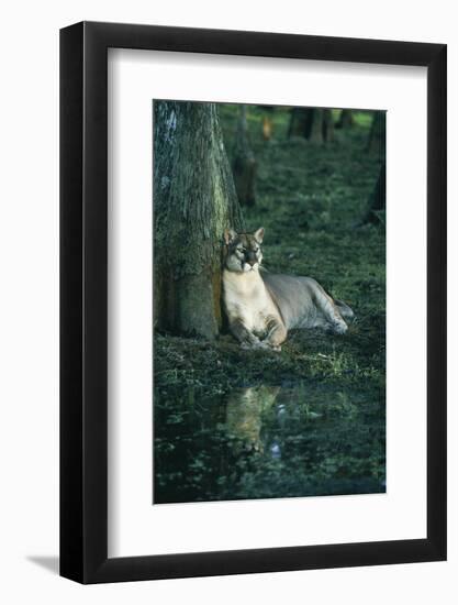 Florida Panther-null-Framed Photographic Print