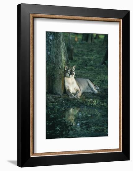 Florida Panther-null-Framed Photographic Print