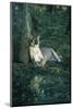 Florida Panther-null-Mounted Photographic Print