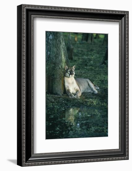 Florida Panther-null-Framed Photographic Print