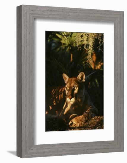 Florida Panther-null-Framed Photographic Print