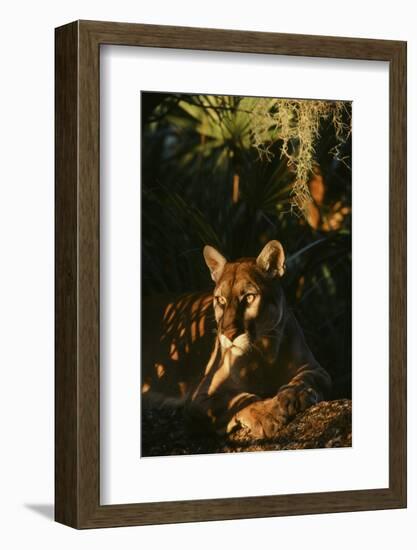 Florida Panther-null-Framed Photographic Print