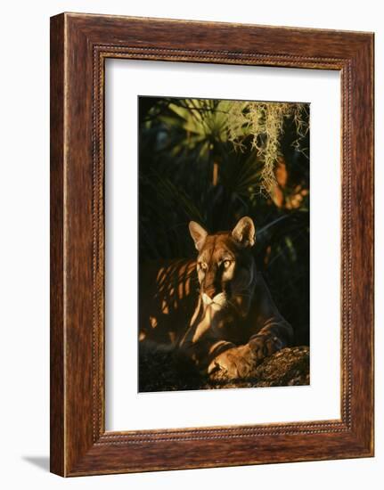 Florida Panther-null-Framed Photographic Print