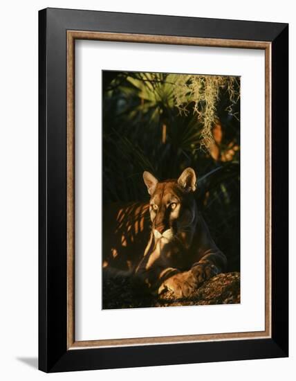 Florida Panther-null-Framed Photographic Print