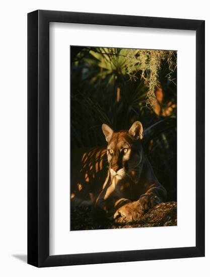 Florida Panther-null-Framed Photographic Print