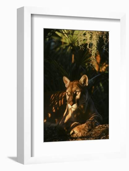 Florida Panther-null-Framed Photographic Print