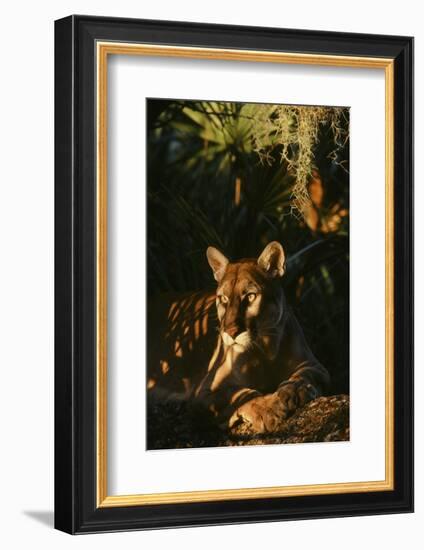 Florida Panther-null-Framed Photographic Print