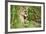 Florida Panther-null-Framed Photographic Print