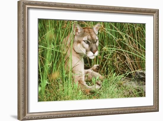 Florida Panther-null-Framed Photographic Print