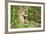 Florida Panther-null-Framed Photographic Print