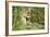 Florida Panther-null-Framed Photographic Print