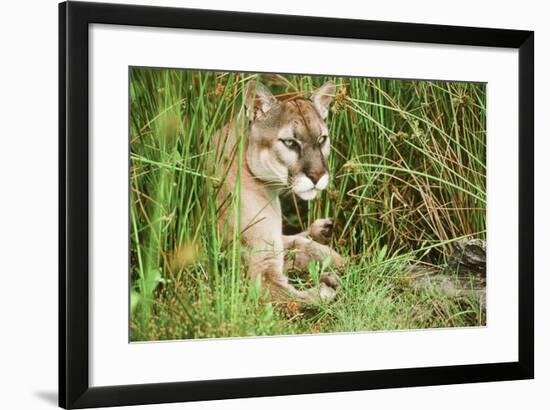 Florida Panther-null-Framed Photographic Print