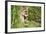 Florida Panther-null-Framed Photographic Print