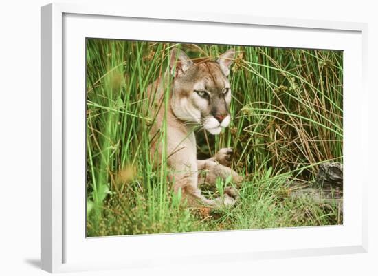 Florida Panther-null-Framed Photographic Print