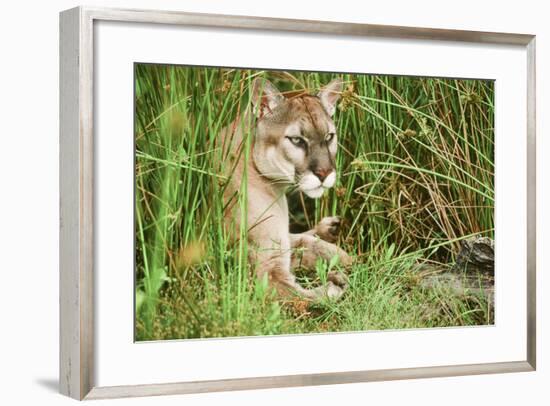 Florida Panther-null-Framed Photographic Print