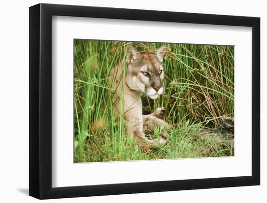 Florida Panther-null-Framed Photographic Print