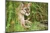 Florida Panther-null-Mounted Photographic Print