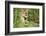 Florida Panther-null-Framed Photographic Print