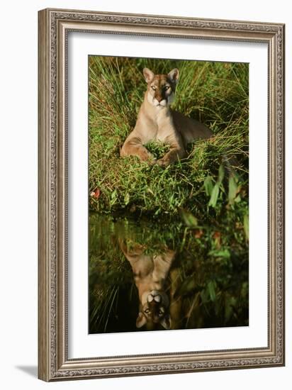 Florida Panther-null-Framed Photographic Print