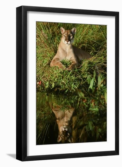 Florida Panther-null-Framed Photographic Print