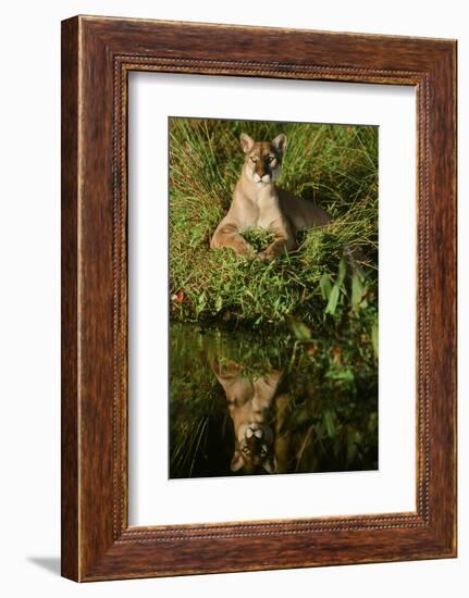 Florida Panther-null-Framed Photographic Print