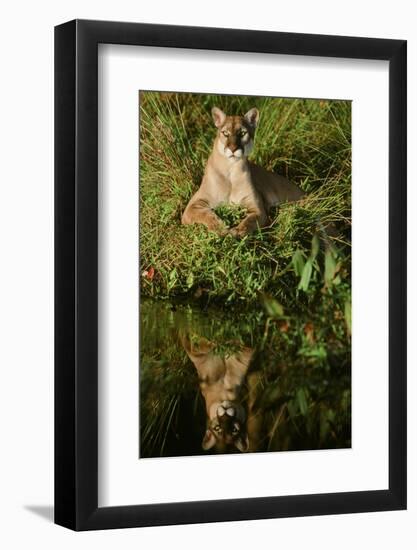 Florida Panther-null-Framed Photographic Print