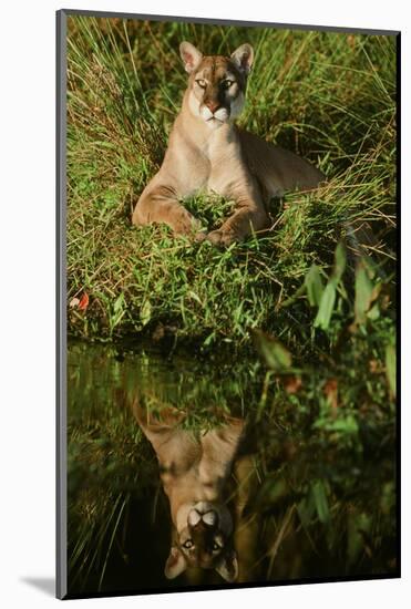 Florida Panther-null-Mounted Photographic Print