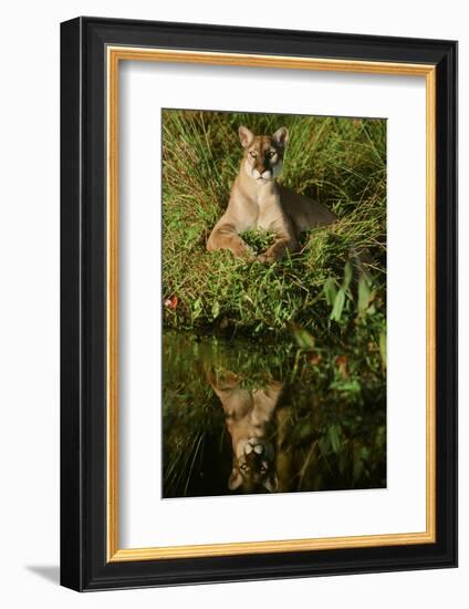 Florida Panther-null-Framed Photographic Print