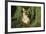 Florida Panther-null-Framed Photographic Print