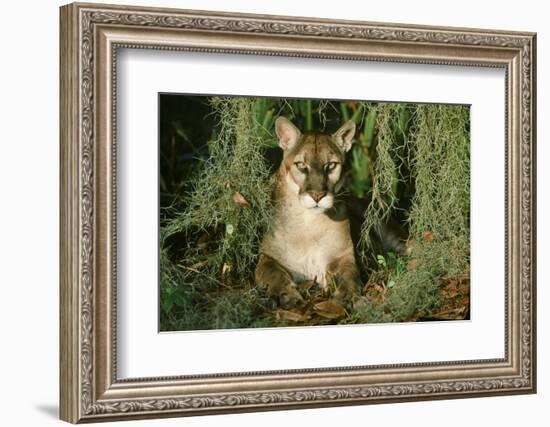 Florida Panther-null-Framed Photographic Print