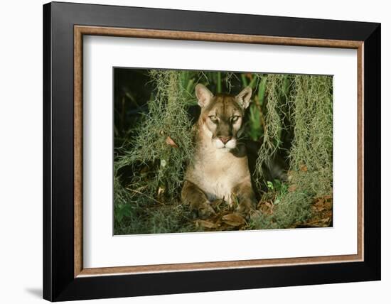 Florida Panther-null-Framed Photographic Print