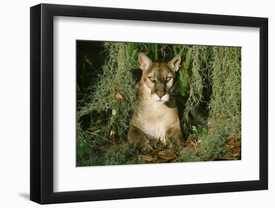 Florida Panther-null-Framed Photographic Print