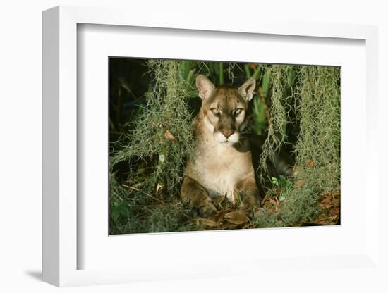 Florida Panther-null-Framed Photographic Print