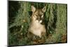 Florida Panther-null-Mounted Photographic Print