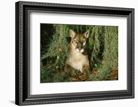 Florida Panther-null-Framed Photographic Print