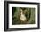 Florida Panther-null-Framed Photographic Print