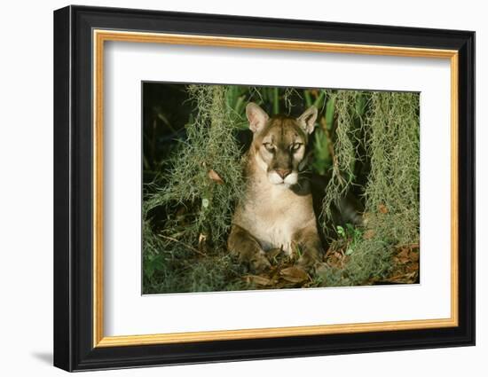 Florida Panther-null-Framed Photographic Print