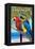 Florida - Parrots-Lantern Press-Framed Stretched Canvas