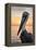 Florida - Pelican-Lantern Press-Framed Stretched Canvas