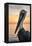 Florida - Pelican-Lantern Press-Framed Stretched Canvas