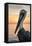 Florida - Pelican-Lantern Press-Framed Stretched Canvas