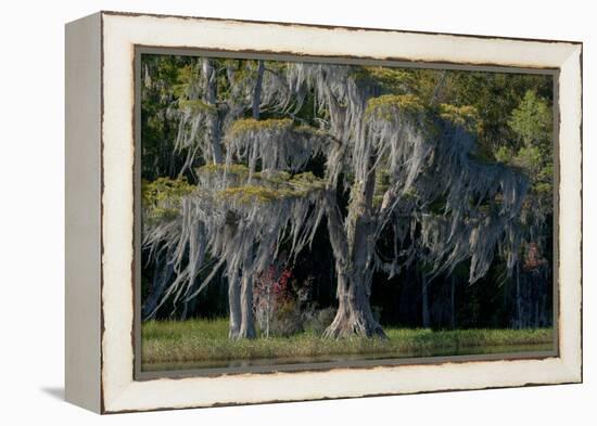 Florida, Pond Cyprus and Spanish Moss in Swamp-Judith Zimmerman-Framed Premier Image Canvas