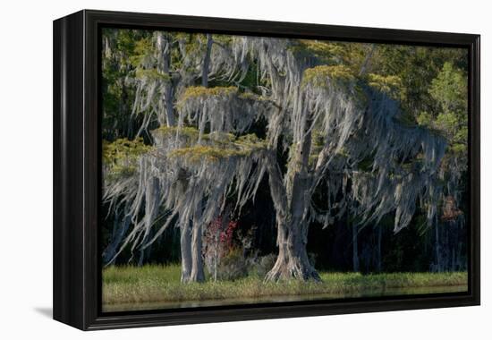 Florida, Pond Cyprus and Spanish Moss in Swamp-Judith Zimmerman-Framed Premier Image Canvas